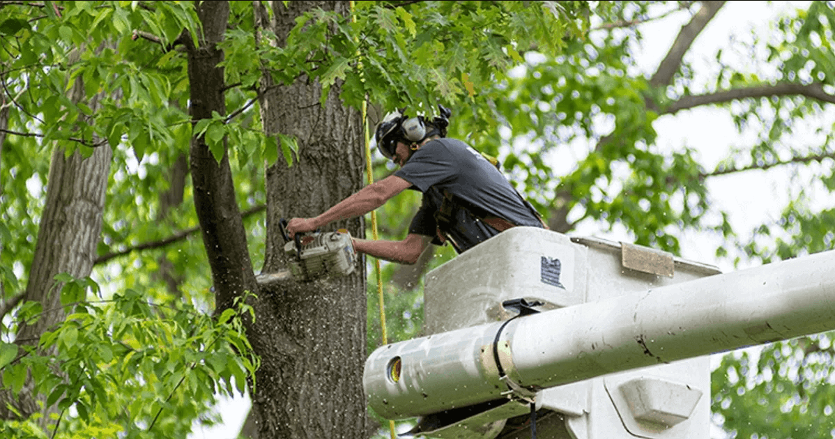 accurate tree service