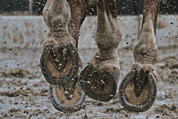 cleaning horse hooves