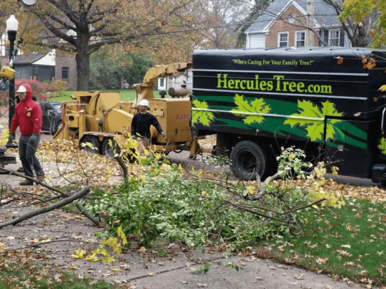 barberton tree service